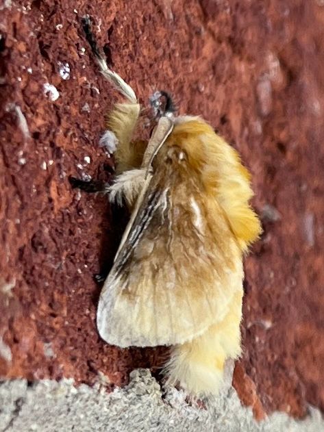 Side view of a super fuzzy pale yellow moth. Think muppet crossed with a yeti