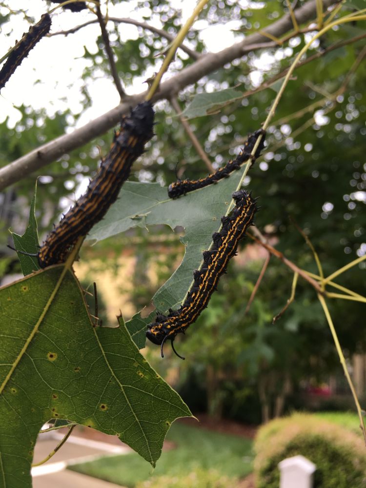 Spiny oakworm caterpillars. Black caterpillars with yellow stripes and thorny protrusions head down on chewed leaves