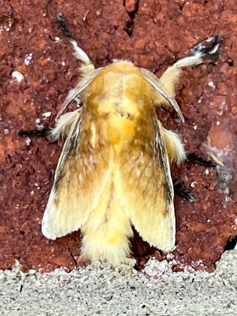 Overhead view of a super fuzzy pale yellow moth. Think muppet crossed with a yeti