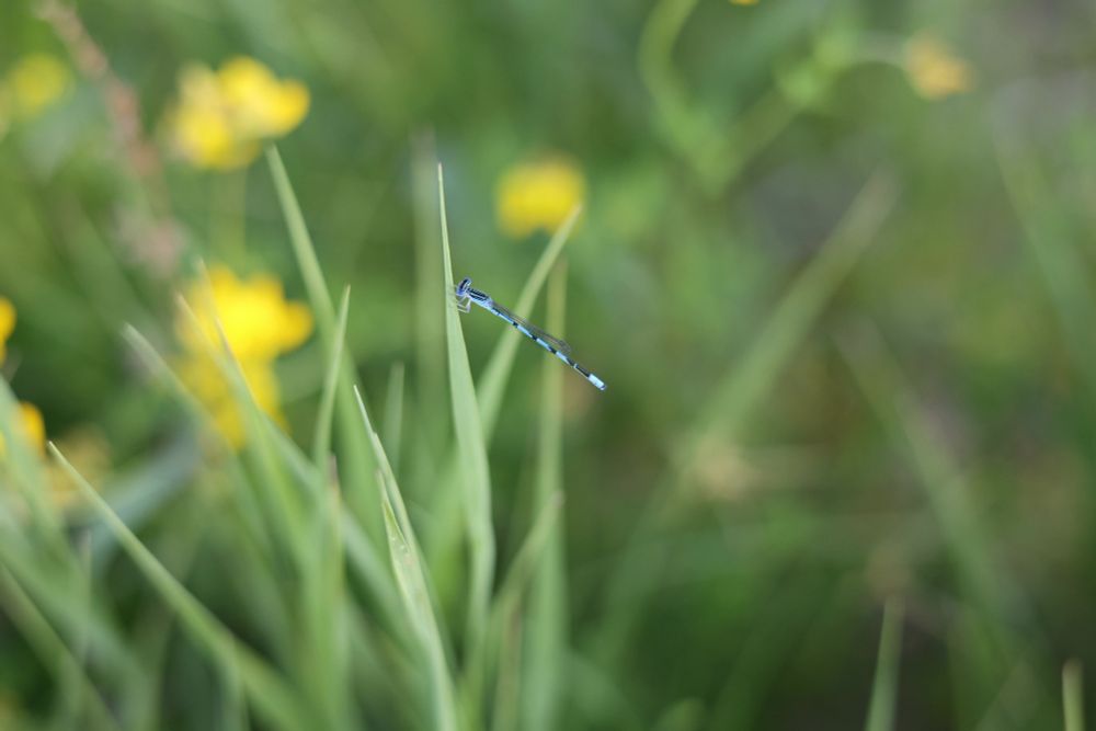 Blue dragonfly or damsel fly, possibly an Azure Bluet (Enallagma aspersum) just perching on large blade of grass. Blurry yellow flowers are in the background. 