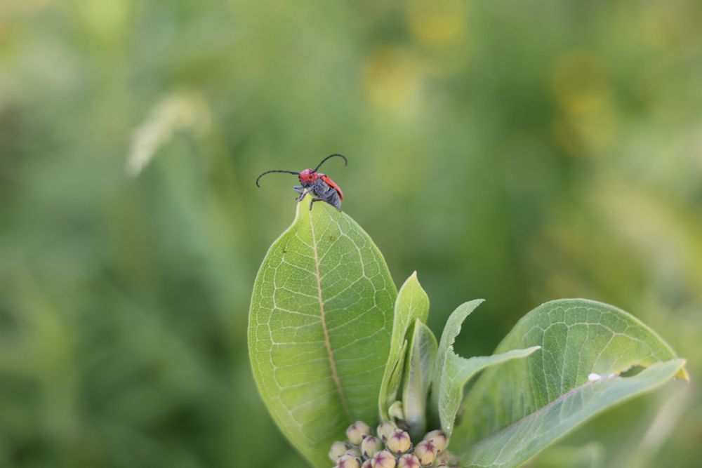 Red milkweed beetle (Tetraopes tetraophthalmus) perched on the tip of a milkweed leaf. There is a leaf in the foreground that has a crescent bitten out of it. The beetle does not look ashamed of its gluttony. 