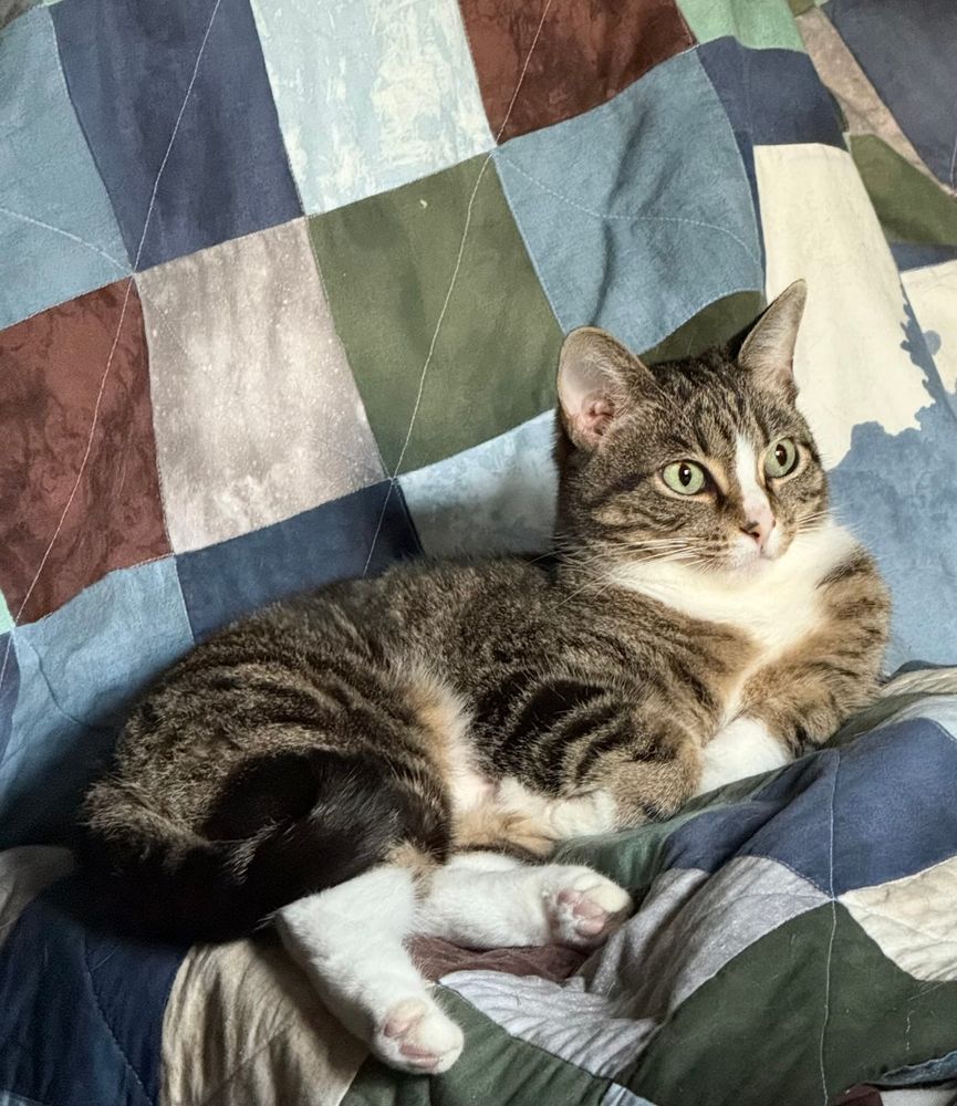 A gray tabby cat with white paws, belly, chest and nose lounges on a checkerboard quilt in shades of blue, green, gray, and brown. Her large green eyes gaze into the middle distance. She is illuminated by the last of the day's light, like a Renaissance painting of a saint in the presence of God. She is probably thinking about treats.