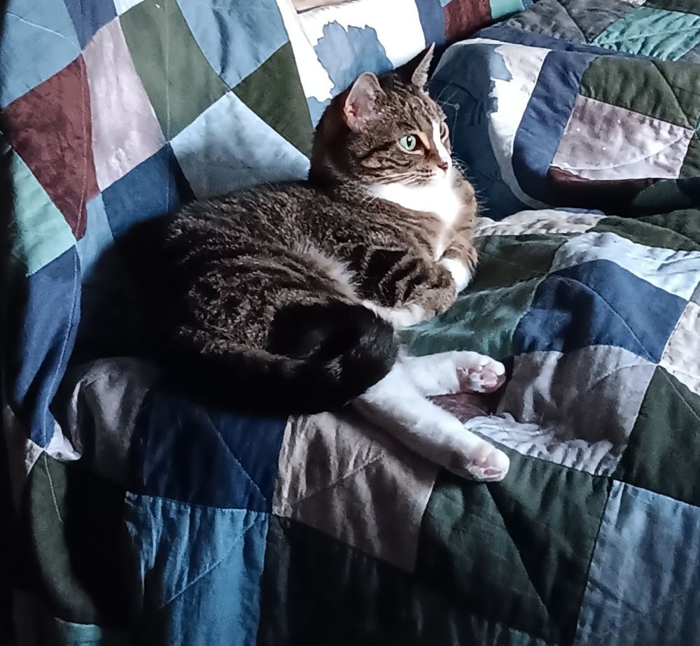 The same composition as above, viewed more side-on so that the deep shadows behind the cat and in the folds of the quilt are more visible.