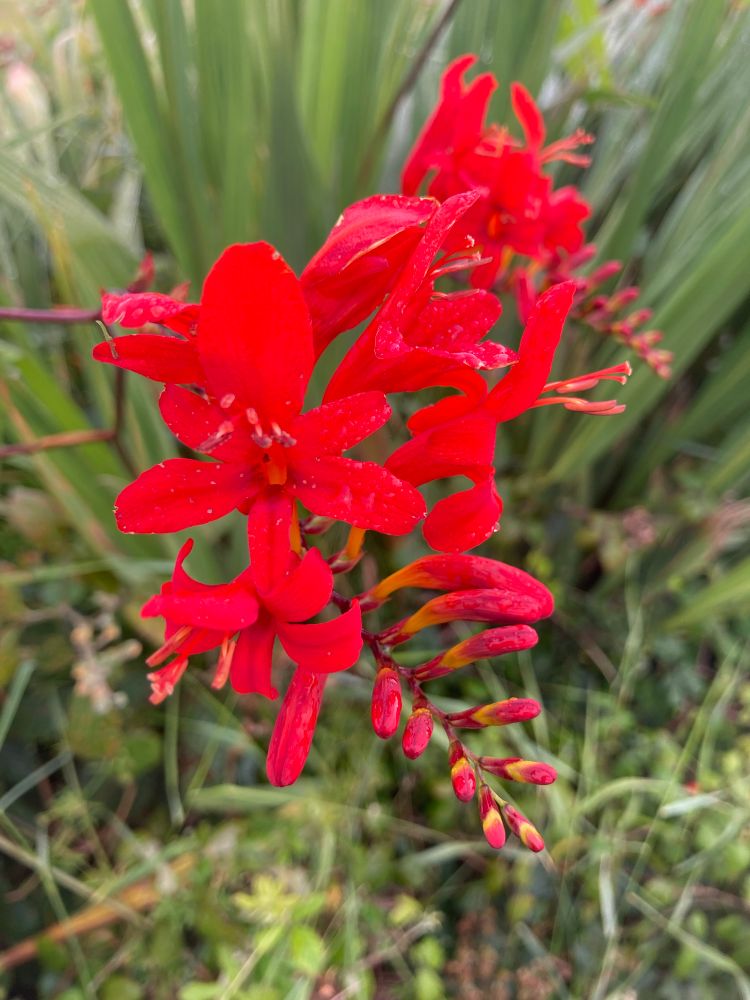Red Monbretia growing along the roadside in Ireland 