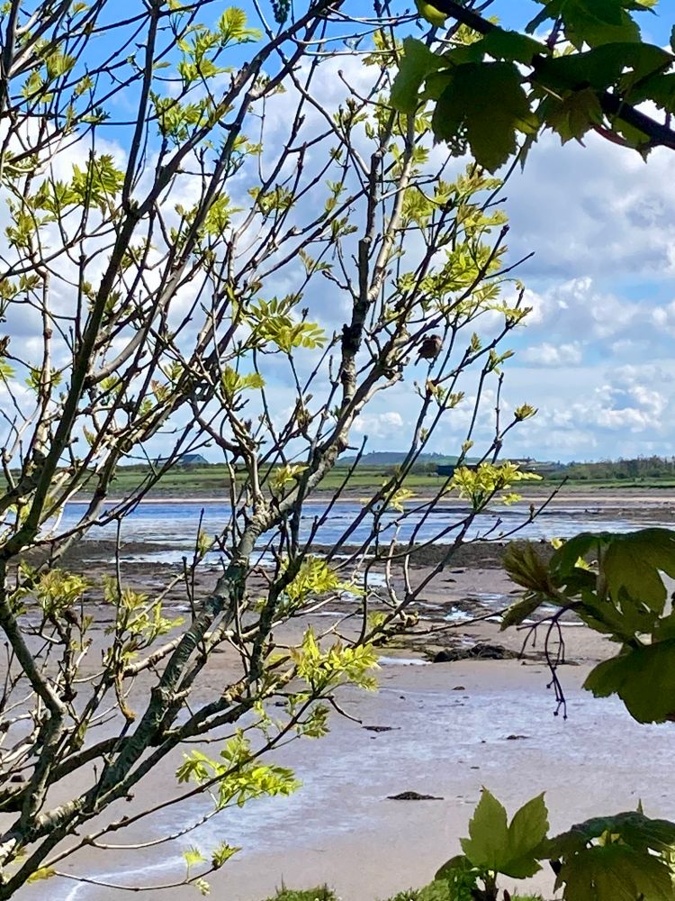 The photo is taken looking through a tree branch to the shoreline behind. The tide is out and sand with rocks are visible in front of the waters edge. Photo location: West Coast of Ireland.