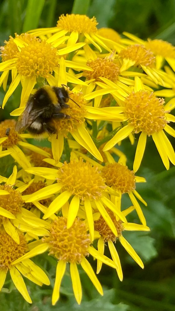 The photo is a bumblebee 🐝 enjoying the pollen of a yellow plant. It combines two daily themes of ‘yellow’ and‘insect’
