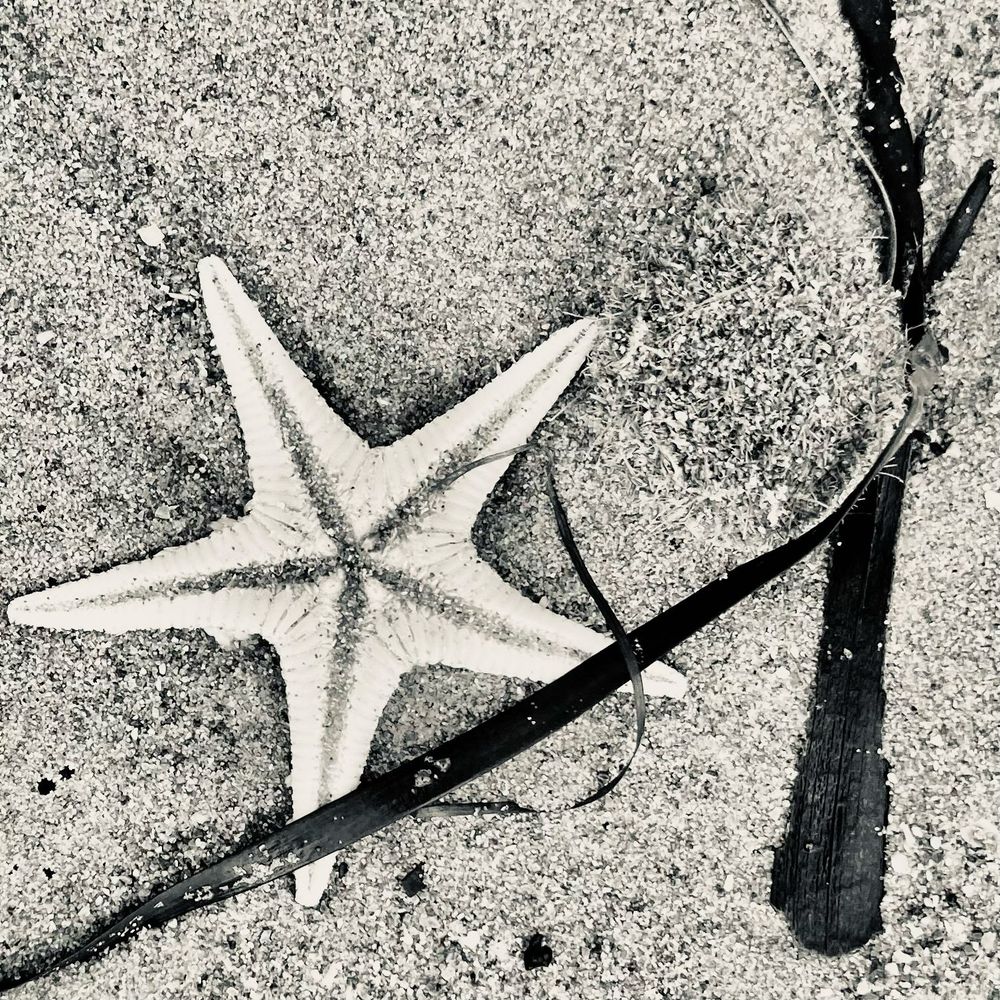 The photo is in black and white and shows a close up of a starfish which has been washed up onto the sand. Alongside are the dark tendrils of seaweed adding to the contrast in tones. 