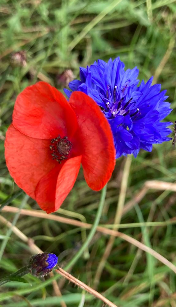 The bold colours of a red poppy and blue cornflower growing side by side within the long green grass. Photo taken in Ireland 