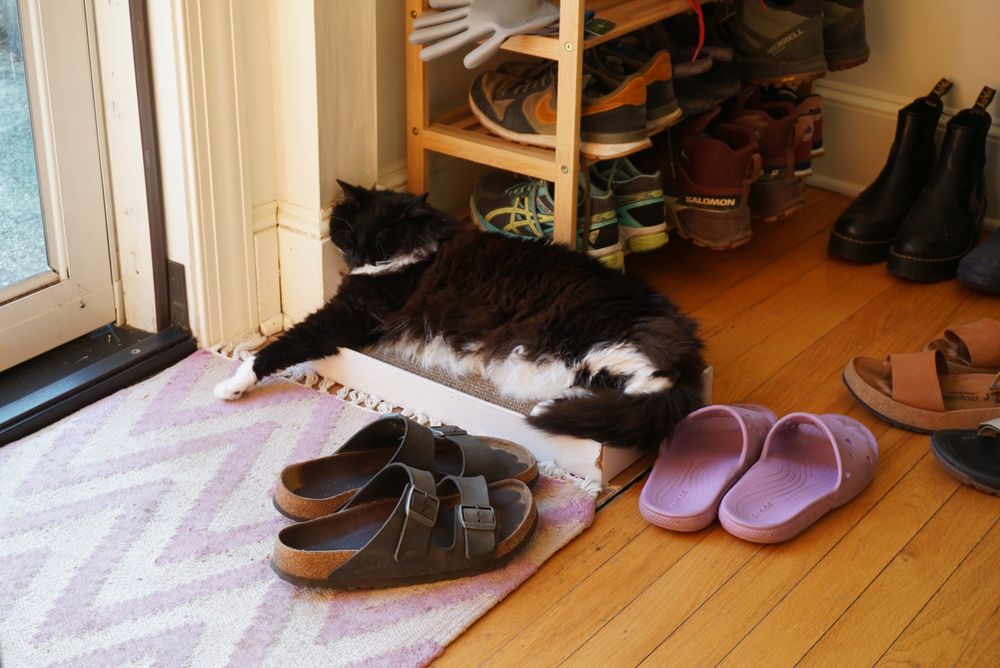 Picture of a tuxedo cat sleeping near a front door and shoes