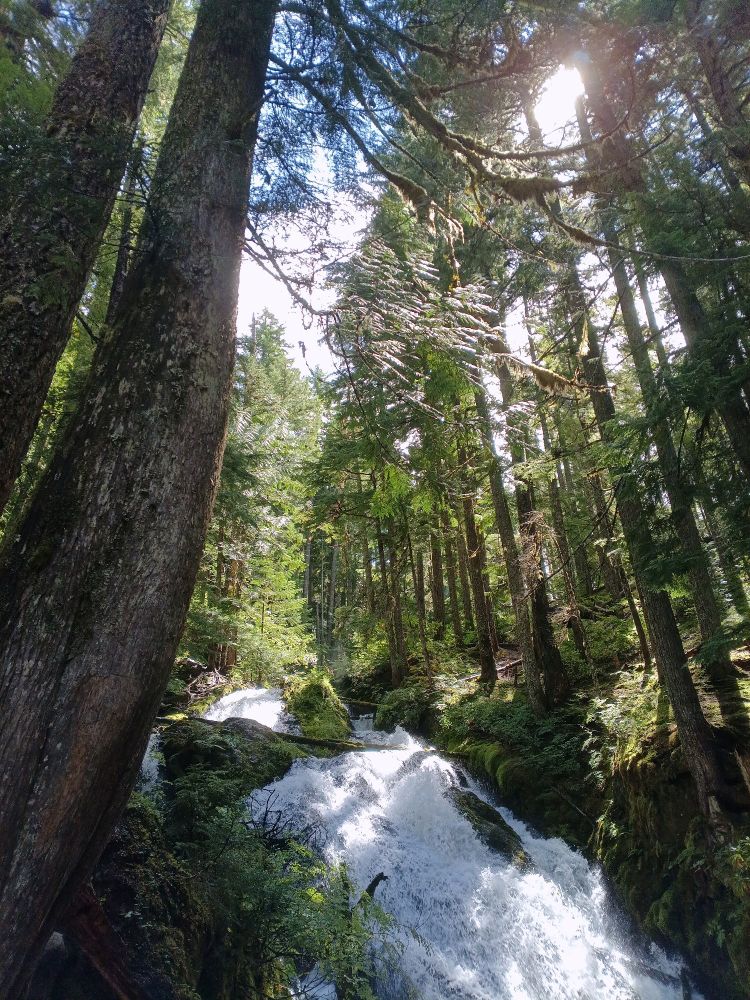 Sun peeking through a stand of pine trees, a waterfall pouring down the right side.