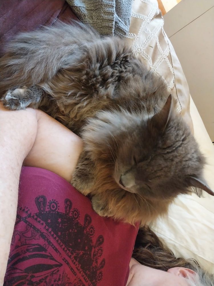 Fluffy grey cat comfortably snuggled up against a person, taken from above whilst lying on a bed. You can't hear it purring.