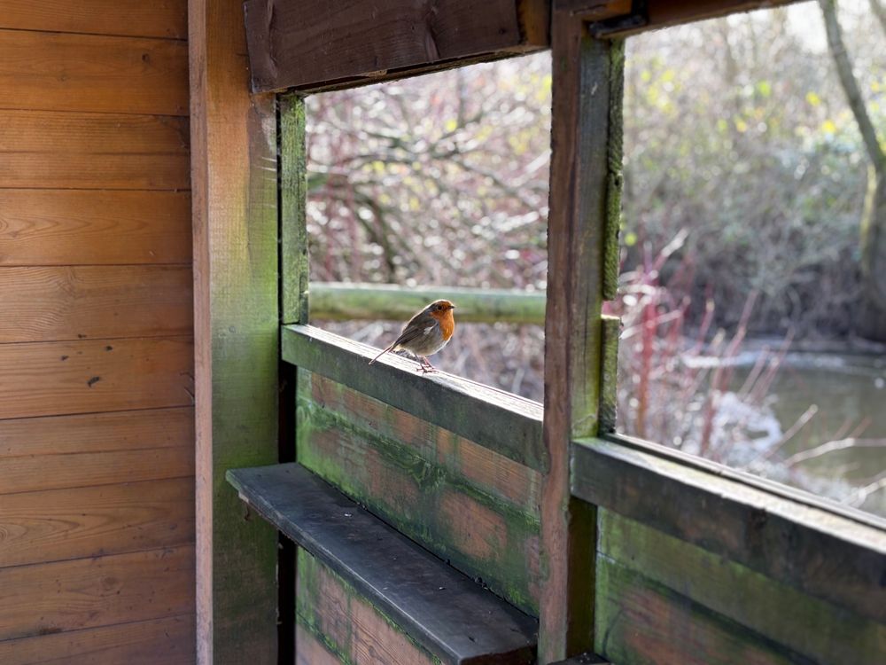 A stupid arrogant robin