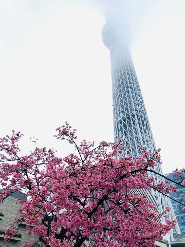 Tokyo Sky tree with cherry blossoms🌸