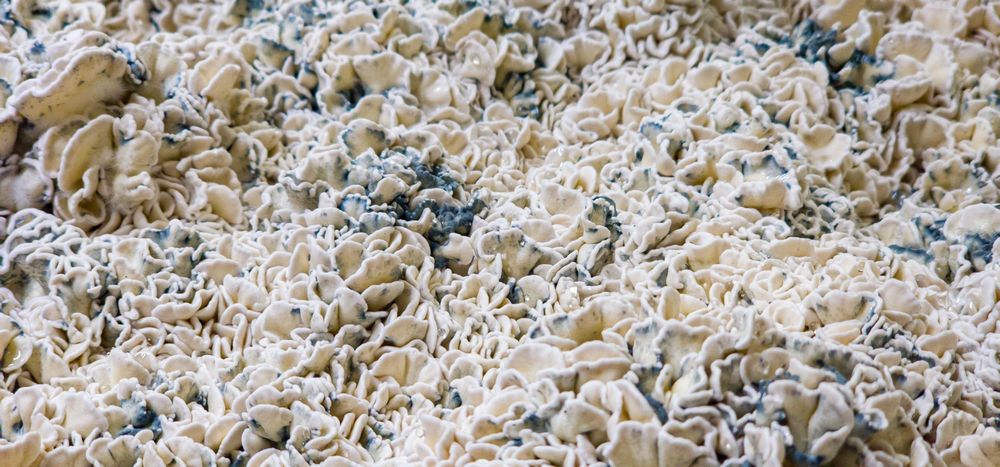 Organic vegan cultivation of Enigma mushroom strain.