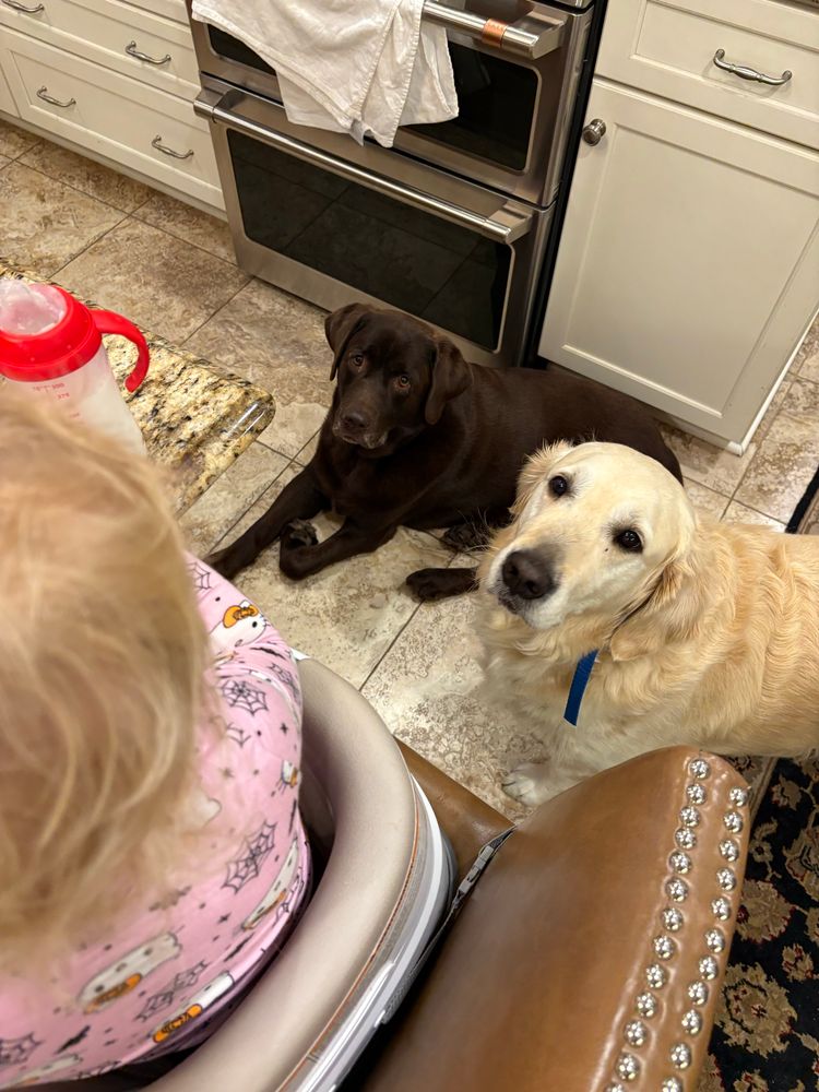 Hunter and Hayden hoping for dividends from the small human. Strategic placement at  mealtimes is key to benefiting from the inevitable spills.