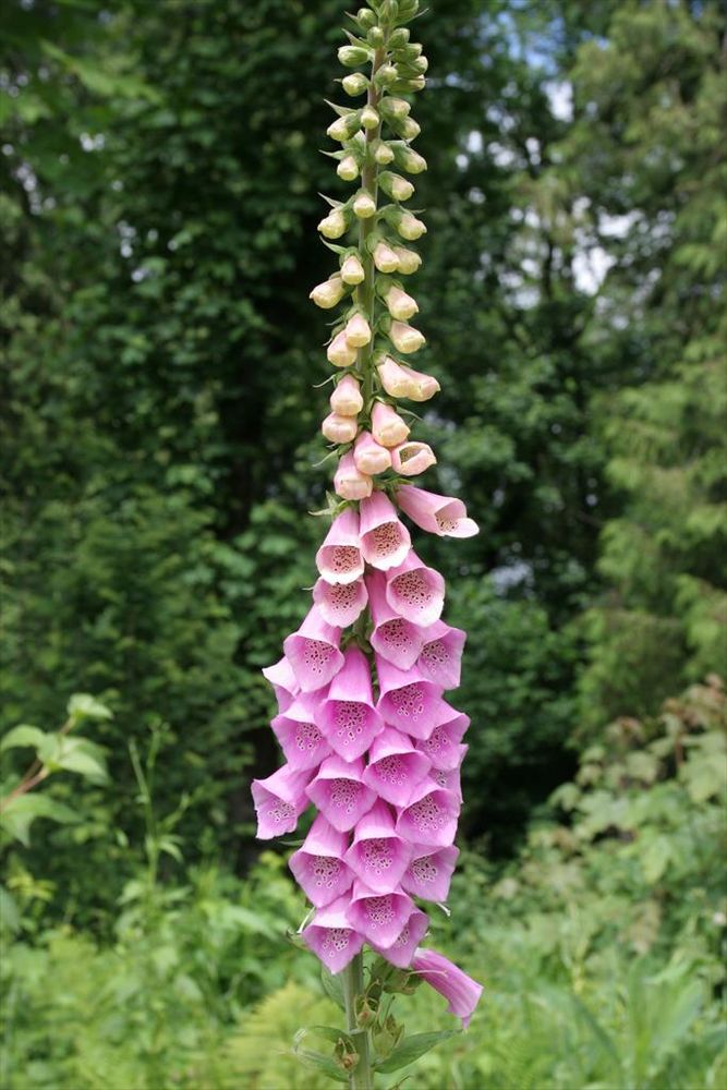Digitalis purpurea, aka foxglove 

The flowers are arranged in a showy, terminal, elongated cluster, and each flower is tubular and pendent. (From Wikipedia)

In this photo the flower at the top of the plant are in the budding stage and are yellow. The flowers at the base are in bloom and pink