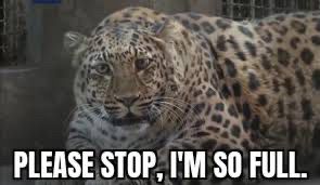 Picture of a leopard with the caption “Please stop, I’m so full”