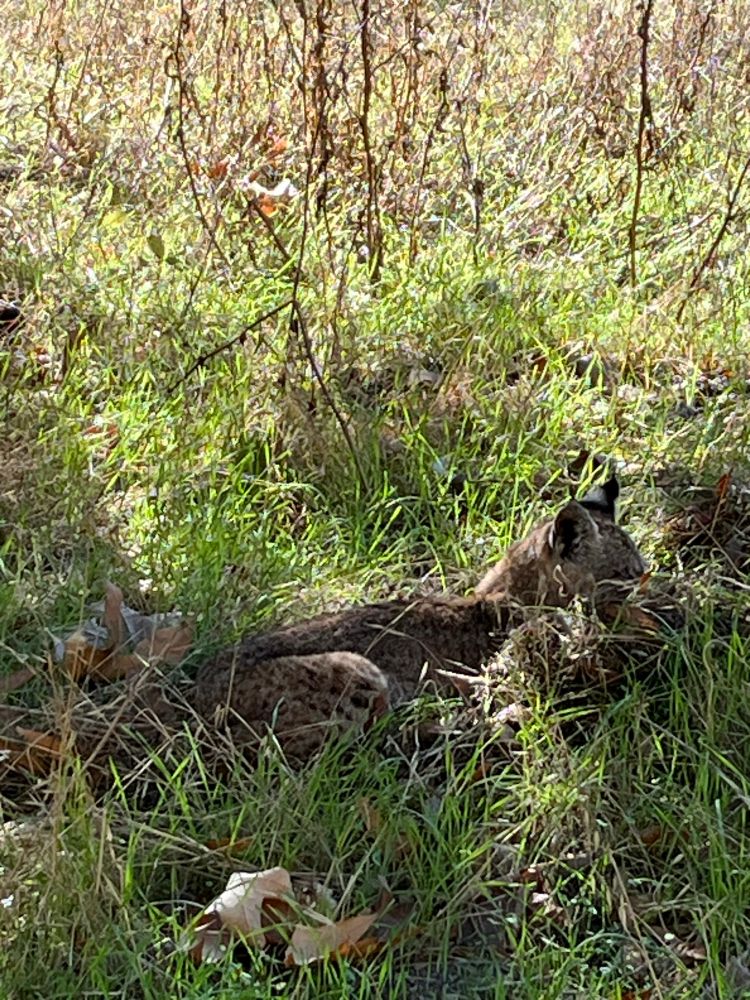Taken at 5X zoom from about 20 feet away with an iPhone, this bobcat lounging in green grass and dirt, partly overturned by feral hogs, is nearly invisible.  1 of 4