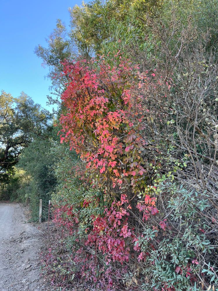 A column of poison oak, sporting foliage in shades from dark wine to an orangey red. Surrounded by green and brown foliage of winterberry and Coffeeberry plants with the odd bit of oak tree visible.