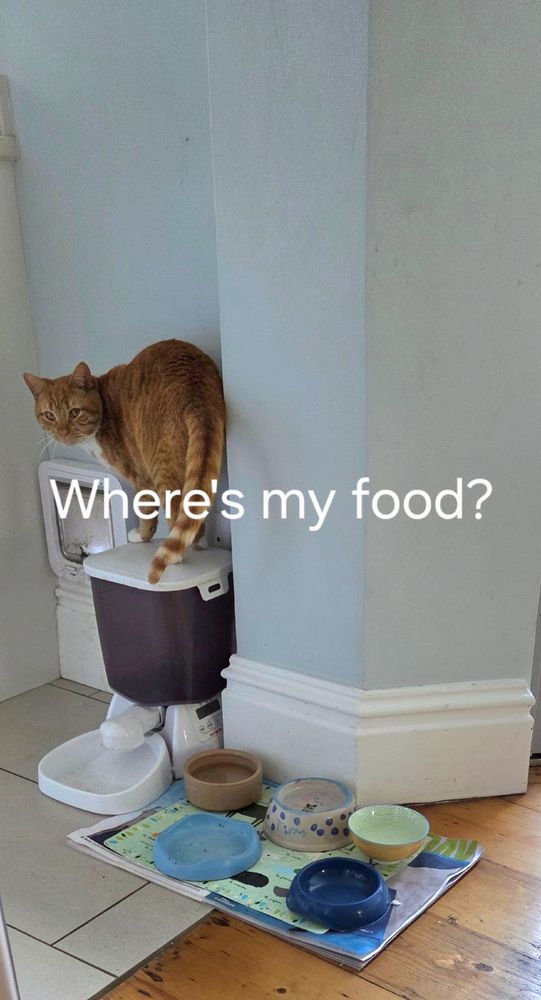 Ginger cat standing on a food dispenser.