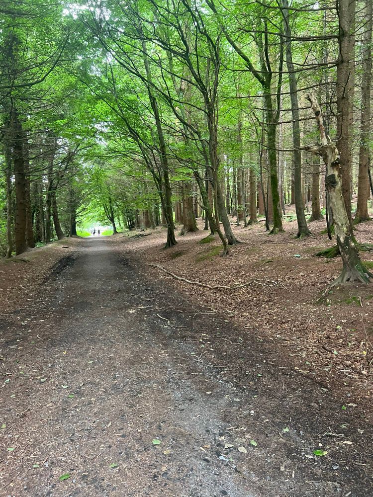 Path through the forest