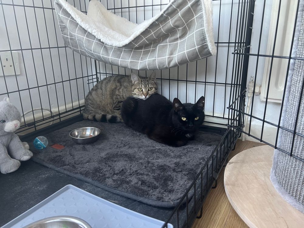 Stella using Leahs butt as a pillow as they both glare at me from the crate