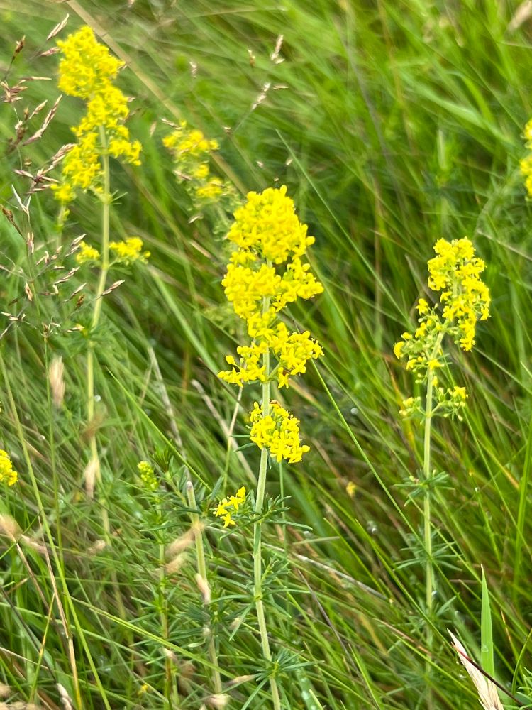 Lady's bedstraw flowers