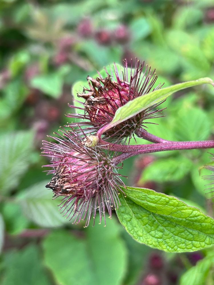 Lesser burdock
