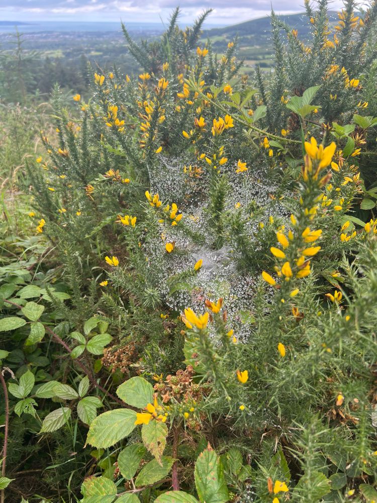Spiderwebs spun across gorse bush with raindrops from the rain earlier the day caught in them 