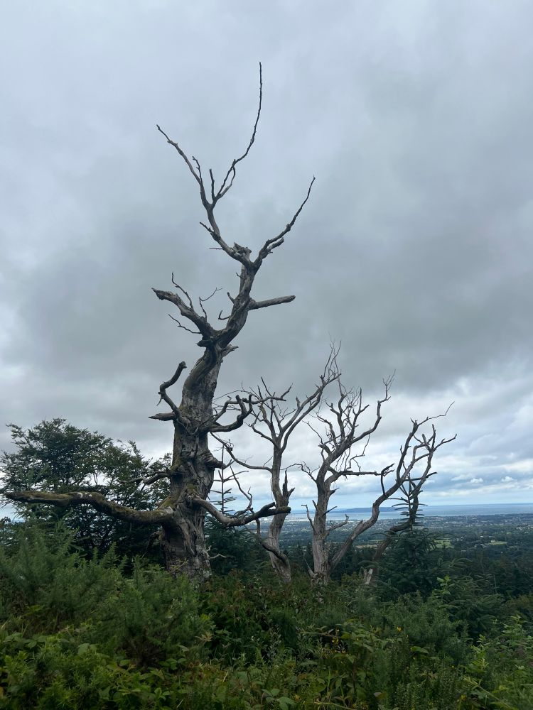 Some very ominous looking dead trees