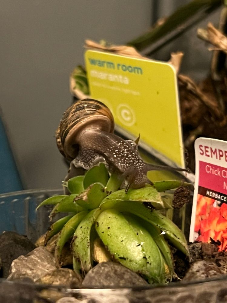A closer look at one of the smallsucculents onthe top shelf. A big brown snail is draped over it, trying make it its dinner. How it got allthe way up tvere is a mystery!