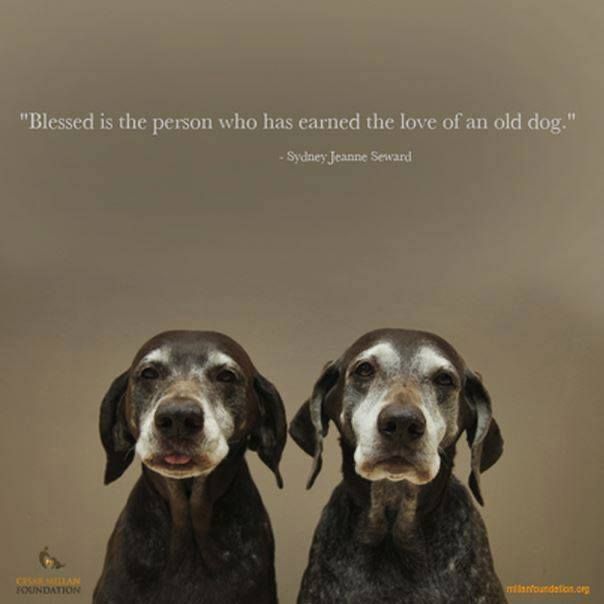 “Blessed is the person who has earned the love of an old dog “ - Sydney Jeanne Seward Photo of Two old black dogs with powdered sugar faces. 