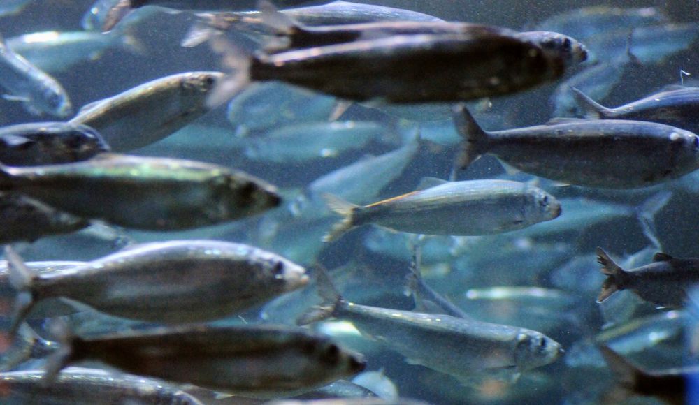 Schooling fish, such as herring, are led by individuals with extensive experience.
Foto: Havforskningsinstituttet 
