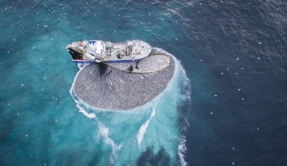 Fishing boat with a  solid catch in the net at Buagrunnen in Møre, 2019. Foto: Per Eide / Havforskninginstituttet