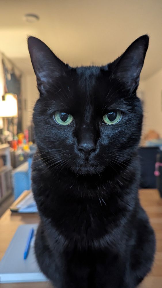 friday the cat staring at you