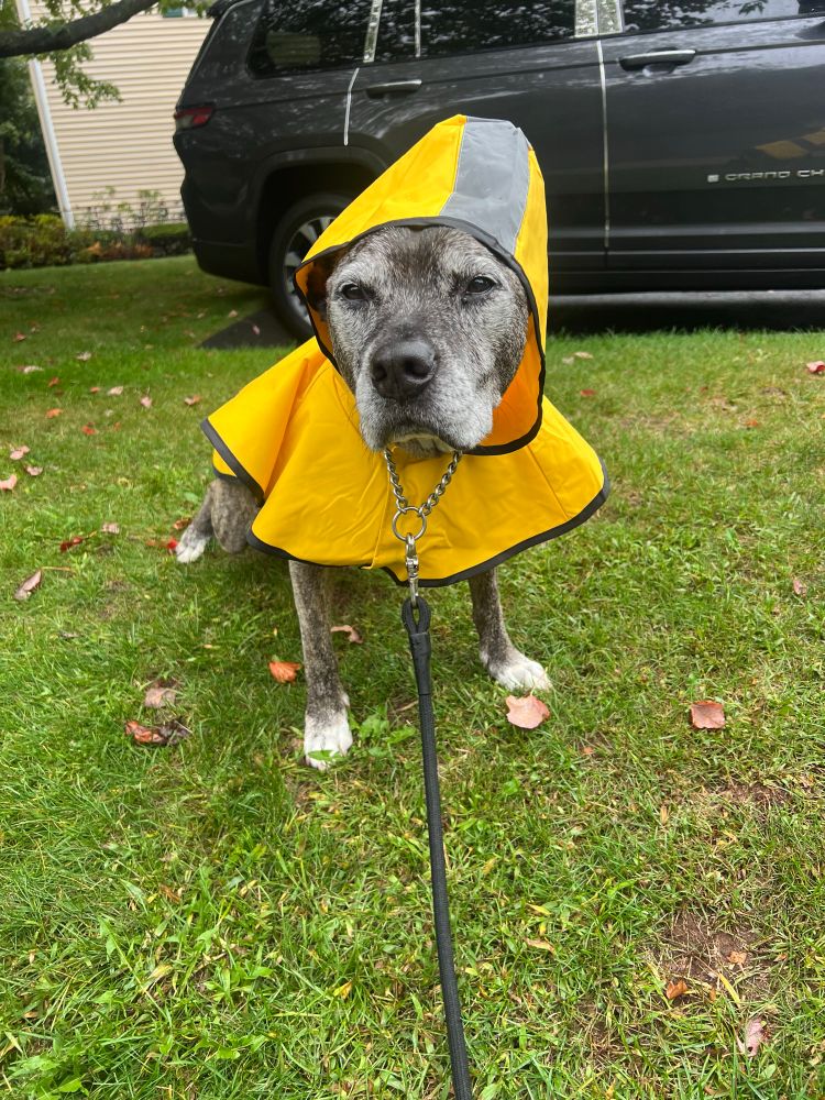 Senior pitbull in a yellow raincoat 