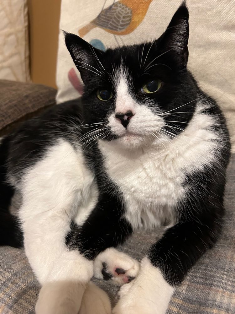 Black and white tuxedo cat looking at camera. 