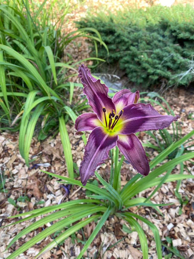 Purple-red daylilly
