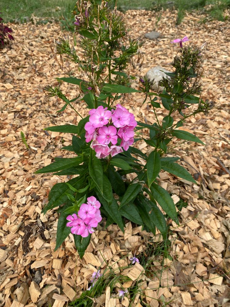 Pink rhododendron