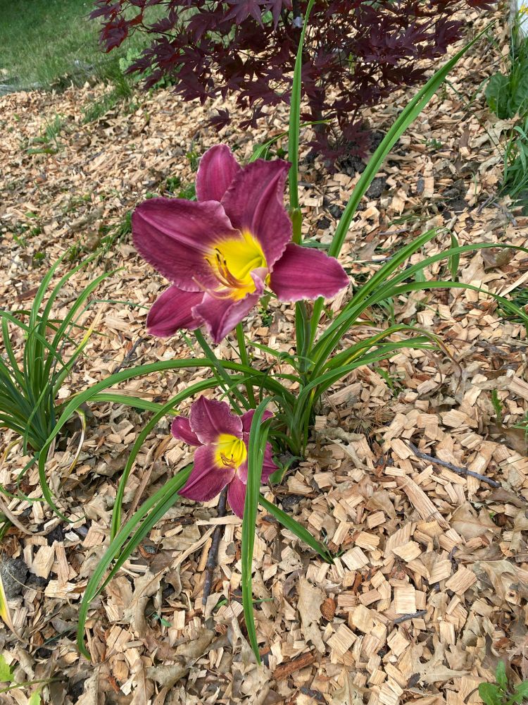 Deep purple/reddish daylillies with yellow cover