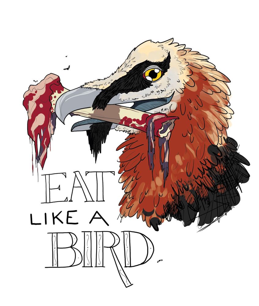 Digital illustration of a lammergeier’s head (also known as a bearded vulture) with a broken bone in its gleeful beak. Shreds of flesh hang from the bone and flies buzz around it. Handwritten text beside the vulture reads “eat like a bird”