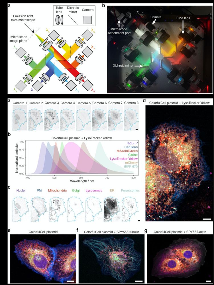 
‪Derivery Lab - MRC LMB‬ ‪@deriverylab.bsky.social‬
·
3m
Congrats to Akaash, a postdoc in the lab, for winning the PhD Award from the Cambridge Centre for Physical Biology. His PhD research worked on the development of a multispectral imaging system capable of imaging up to 8 fluorophores similtaneously and tackling complex biological questions with this!
Photograph of Akaash in posed infront of a computer monitor with a colourful cell imaged using his multispectral camera tree which is to the right of him.
ALT
Derivery Lab - MRC LMB
‪@deriverylab.bsky.social‬
An overview of Akaash's multispectral camera tree can be seen in the graphical abstract (which you can read more about here: www.physbiol.cam.ac.uk/prizes ). Peek at some colourful cells!
1a) Schematic of multispectral imaging hardware, b) photo of multispectral imaging hardware. 2a) Raw recorded data, b) emission spectra of fluorophores used in sample, c) unmixed data using novel algorithm, d) merge of data in c, e-f) other examples of simultaneous multispectral live cell imaging
ALT
December 11, 2024 at 11:20 AM
Home
Search
Notifications
Chat
Feeds
Lists
Profile
Settings
Getting started
Like 10 posts
Teach our algorithm what you like
Follow 7 accounts
Bluesky is better with friends!
Discover
Following
Extracellular Vesicles
More feeds
Feedback
·
Privacy
·
Terms
·
Help
1a) Schematic of multispectral imaging hardware, b) photo of multispectral imaging hardware. 2a) Raw recorded data, b) emission spectra of fluorophores used in sample, c) unmixed data using novel algorithm, d) merge of data in c, e-f) other examples of simultaneous multispectral live cell imaging
