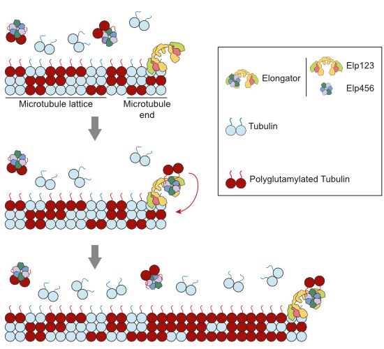Elongator, an established tRNA-modifying complex, can also stabilize microtubules during asymmetric cell division. This study shows that Elongator subcomplexes achieve this by binding to microtubule ends as well as tubulin dimers, and enriching microtubules with polyglutamylated tubulin.
•
Dual binding mechanism: Elongator binds microtubule ends and free αβ-tubulin heterodimers via its Elp123 and Elp456 subcomplexes, respectively.
•
Microtubule stabilization: Coupled activity of Elp123 and Elp456 reduces the tubulin concentration required for microtubule elongation, increasing microtubule growth speed and reducing their catastrophe rate.
•
Selective tubulin recognition: Elp456 binds with higher affinity to polyglutamylated tubulin, resulting in preferential incorporation of polyglutamylated tubulin into Elongator-assembled microtubules.
•
Tubulin code rewriting: By enriching microtubules with polyglutamylated tubulin, Elongator modifies the tubulin code in vitro, in cells and in vivo in Drosophila sensory organ precursor cells.