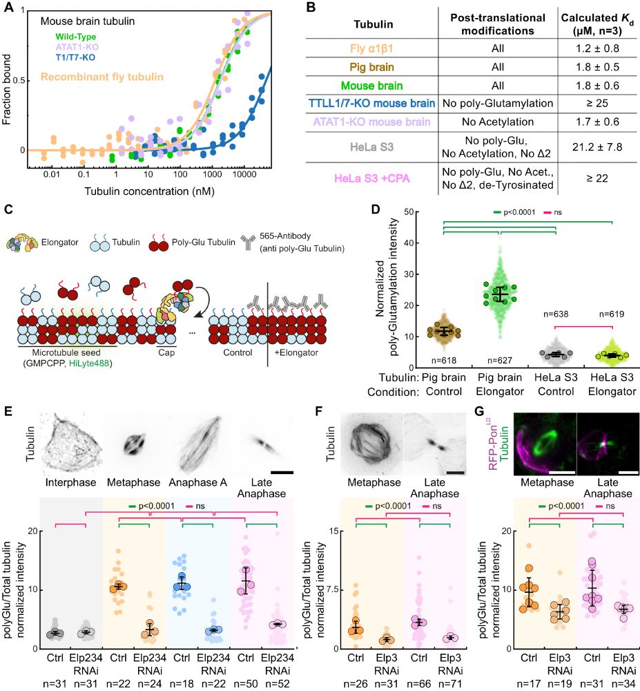 Figure 5. Elongator is a tubulin polymerase selective for polyglutamylated monomers.
(A, B) Elp456 binds preferentially to polyglutamylated tubulin. (A) Affinity measurement between eGFP-Elp456 and indicated αβ-tubulin heterodimers using microscale thermophoresis. Estimated dissociation constant (Kd) values are indicated (mean ± s.d.; n = 3).  (B) Estimated dissociation constants for the indicated tubulins. Elp456 binds with similar affinity to recombinant Drosophila α1β1-tubulin, pig brain tubulin, mouse brain tubulin and mouse brain tubulin lacking K40 acetylation. However, the binding to tubulin purified from TTLL1/7-double KO mouse brains (lacking polyglutamylation) and HeLa S3 cells (lacking polyglutamylation, K40 acetylation and Δ2 deletion is similar and ~18 times lower than other tubulins. (C) Experimental assay to detect polyglutamylation in polymerized microtubules in vitro. (D) Microtubules polymerized in the presence of Elongator are significantly enriched in polyglutamylated tubulin when using a 50:50 pig brain tubulin:HeLa S3 tubulin mix. Correspondingly, when using HeLa S3 tubulin, which is not polyglutamylated, no effect is observed. P values for an Ordinary one-way ANOVA test followed by two-tailed Turkey multiple comparison test are indicated (E–G) Elongator depletion results in decreased polyglutamylation levels at the spindle. mean ± standard deviation. P values for an Ordinary one-way ANOVA test on independent experiments (N = 3) followed by two-tailed Turkey multiple comparison test are indicated. (E) Drosophila S2 cells depleted for Elongator have significantly decrease levels of polyglutamylated tubulin at the mitotic spindle. 