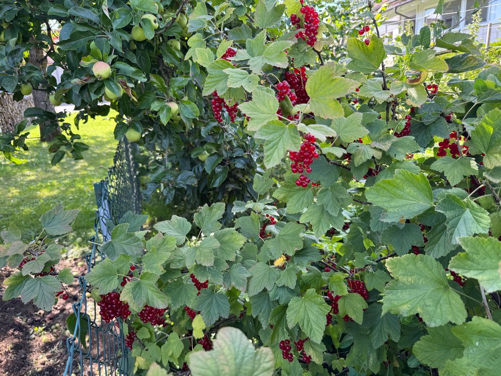 Redcurrants hanging from a bush. 