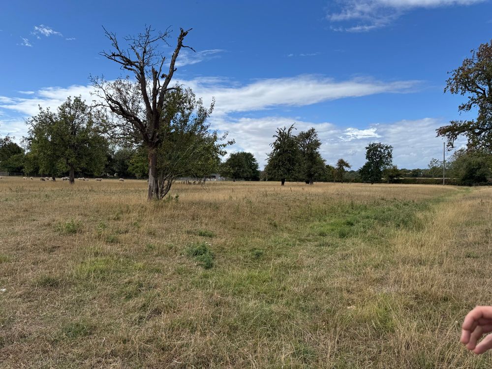 A view across the now sparse orchard. 