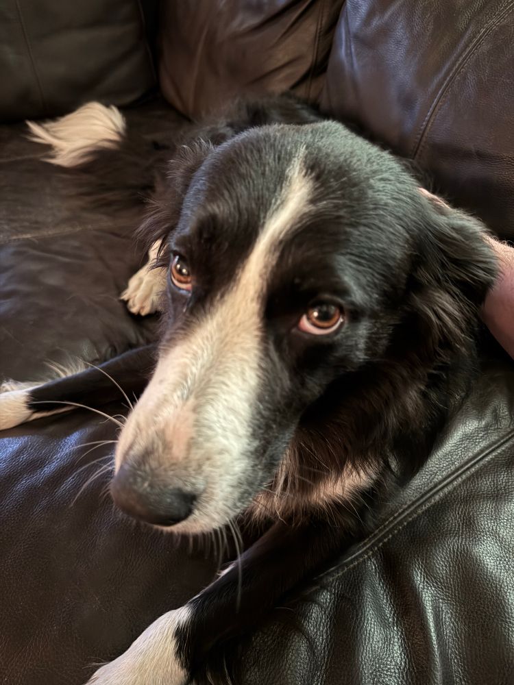 My border collie looking at me with soulful eyes