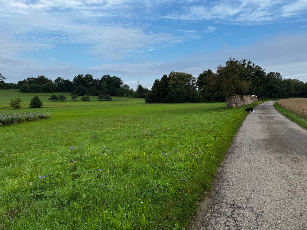 A country road running alongside a meadow. The meadow is particularly lush and green. The border collie stands at the edge of the road ahead, and there are fruit trees in the landscape behind it.