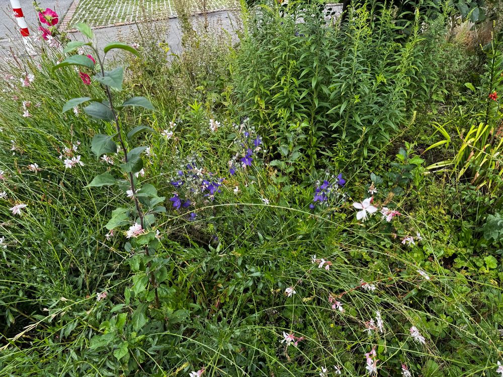 A messy flower bed. On the left is a tall plant, which is one of the apple seedlings. There’s another smaller one on the right. 