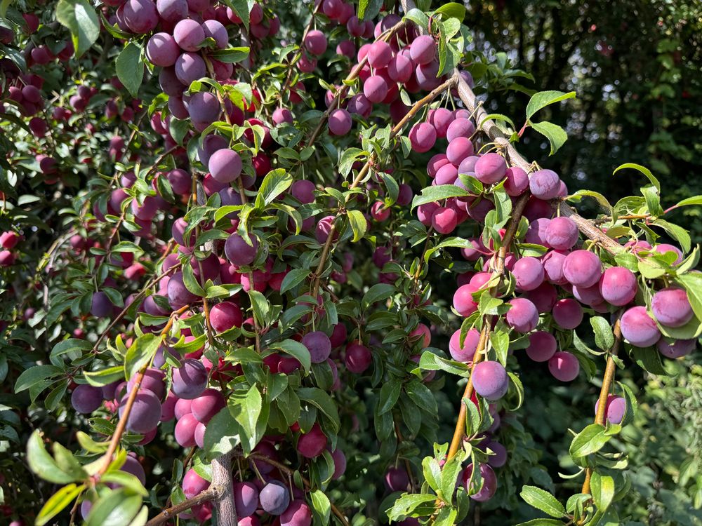Very ripe cherry plums 
